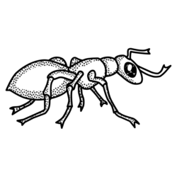 Ant Drawing Image