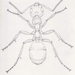 Ant Drawing Intricate Artwork