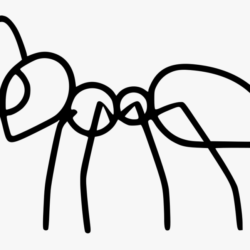 Ant Drawing Photo