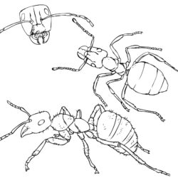 Ant Drawing Professional Artwork