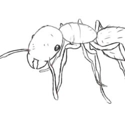 Ant Drawing Sketch