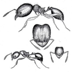 Ant Drawing Unique Art