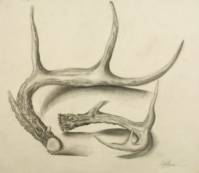 Antler, Adventure, Innovation, Growth, Nature Drawing