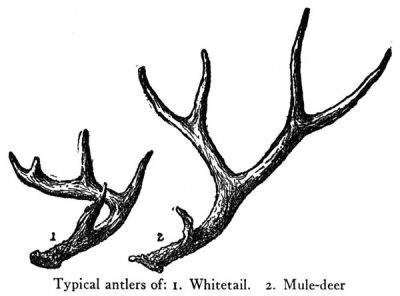 Antler, Design, Outdoors, Innovation, Nature Drawing