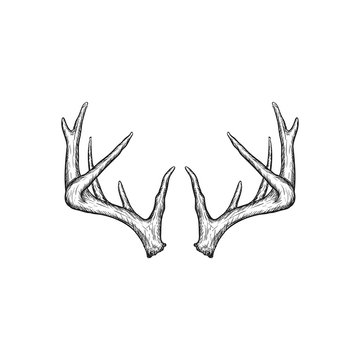 Antler, Adventure, Innovation, Growth, Nature Drawing