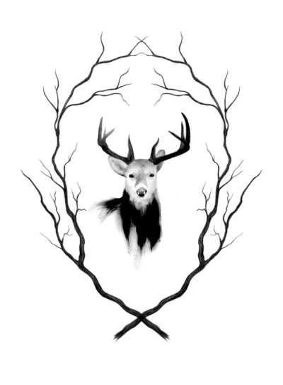 Antler, Wildlife, Adaptation, Growth, Nature Drawing