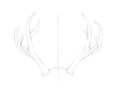 Antler, Adaptation, Growth, Nature, Resilience Drawing