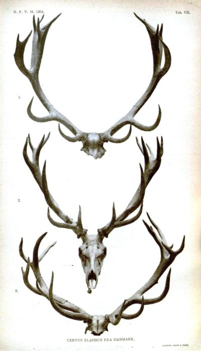 Antler, Adaptation, Growth, Nature, Resilience Drawing