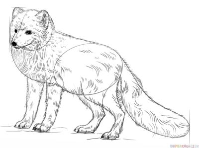 Arctic Fox, Snowy Habitat, Northern Regions, Adaptable Predator, Thick Fur Drawing