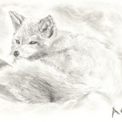 Arctic Fox Drawing Creative Style