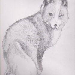 Arctic Fox Drawing Hand Drawn