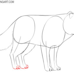 Arctic Fox Drawing Hand Drawn Sketch