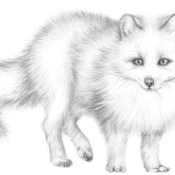 Arctic Fox Drawing Modern Sketch