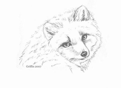 Arctic Fox, Snowy Habitat, Northern Regions, Adaptable Predator, Thick Fur Drawing