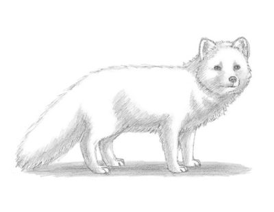 Arctic Fox, Adaptable Predator, Northern Habitat, Fur Adaptation, Solitary Nature Drawing