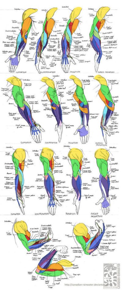 Arm Anatomy, Joints, Bones, Functionality, Muscles Drawing