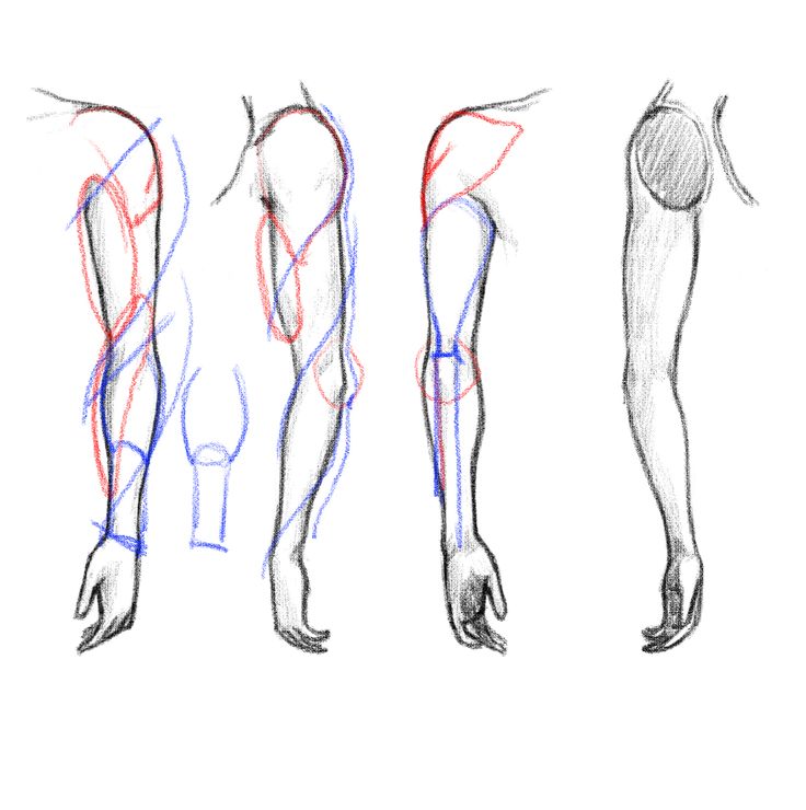 Arm Anatomy Drawing Amazing Sketch