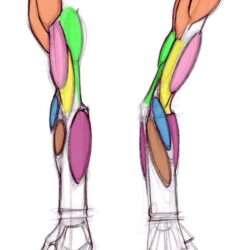 Arm Anatomy Drawing Art