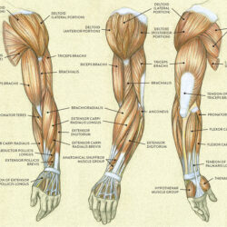 Arm Anatomy Drawing Creative Style