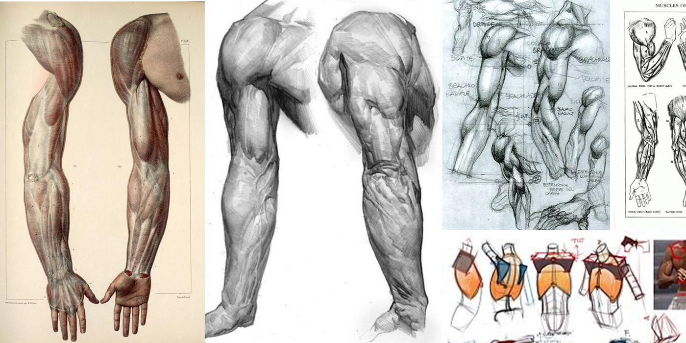 Arm Anatomy Drawing Detailed Sketch