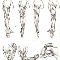 Arm Anatomy Drawing Hand Drawn