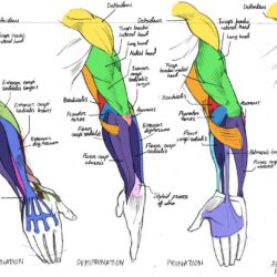 Arm Anatomy Drawing Hand Drawn Sketch