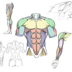 Arm Anatomy Drawing Image