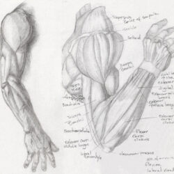 Arm Anatomy Drawing Intricate Artwork