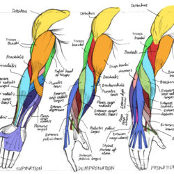 Arm Anatomy Drawing Modern Sketch