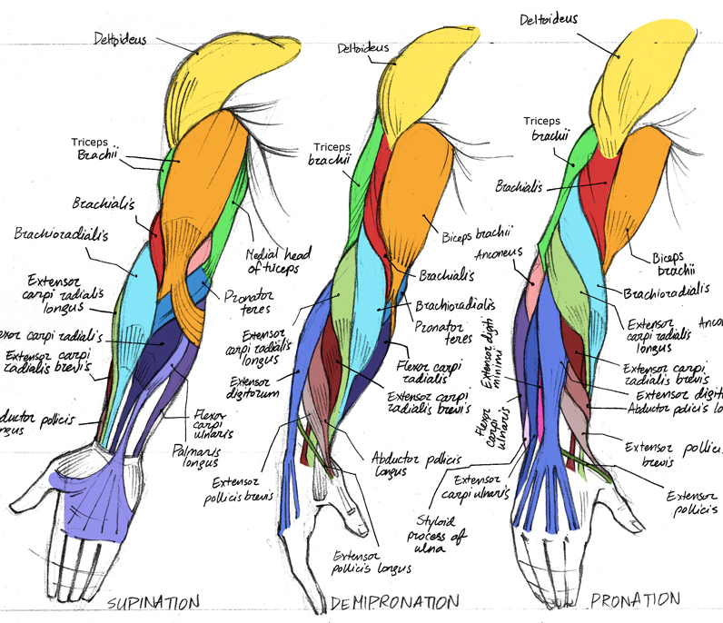 Arm Anatomy Drawing Modern Sketch
