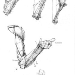 Arm Anatomy Drawing Photo