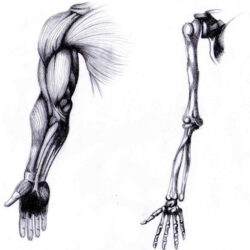 Arm Anatomy Drawing Realistic Sketch