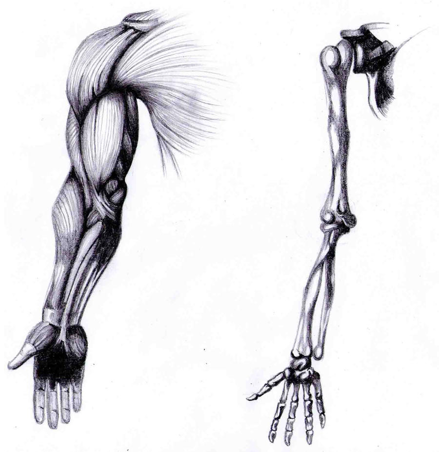 Arm Anatomy Drawing Realistic Sketch