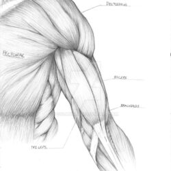 Arm Anatomy Drawing Sketch