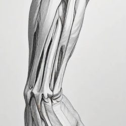 Arm Anatomy Drawing Sketch Picture