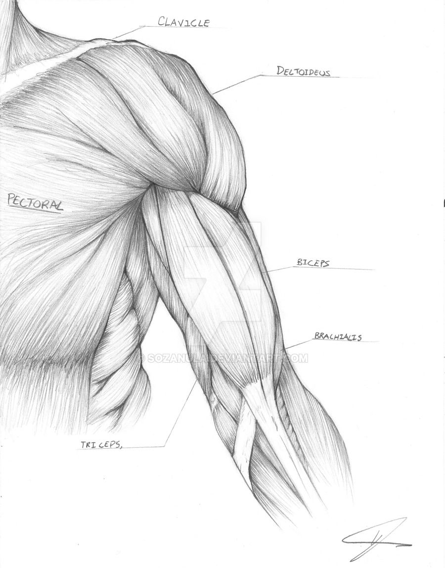 Arm Anatomy Drawing Sketch