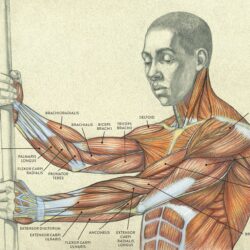 Arm Anatomy Drawing Stunning Sketch