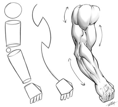 Arm Anatomy, Bones, Joints, Muscles, Nerves Drawing