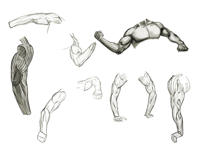 Arm Anatomy, Joints, Bones, Nerves, Muscles Drawing