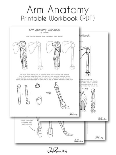 Arm Anatomy, Flexibility, Muscles, Joints, Bones Drawing