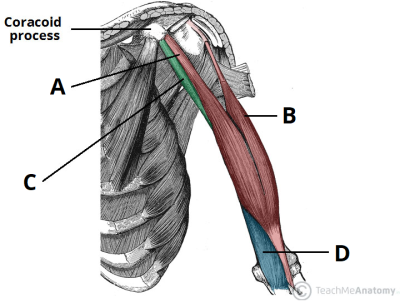 Anatomy, Systems, Organization, Function, Structure Drawing