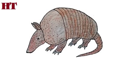 Armadillo, Desert, Armor, Nocturnal, Mammal Drawing