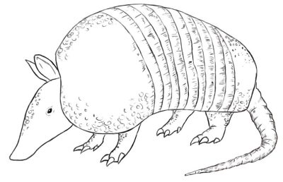 Armadillo, Burrow, Mammal, Armor, Nocturnal Drawing