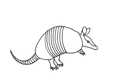 Armadillo, Adaptable, Clandestine, Resilient, Nocturnal Drawing