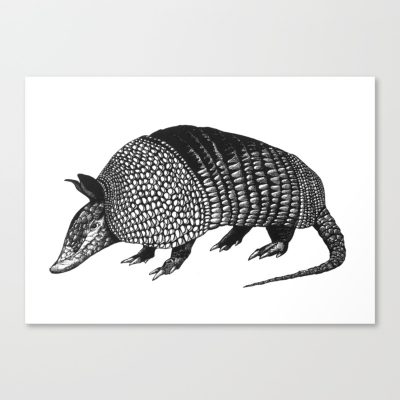 Armadillo, Burrowing, Desert, Armor, Mammal Drawing