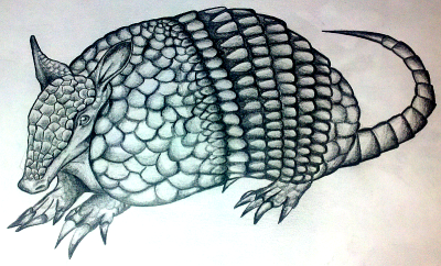 Armadillo, Adaptable, Clandestine, Resilient, Nocturnal Drawing