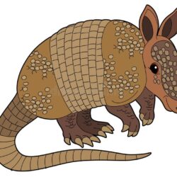 Armadillo Drawing Beautiful Artwork