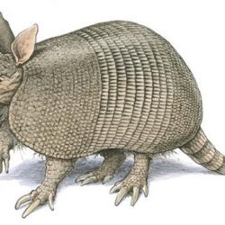 Armadillo Drawing Detailed Sketch