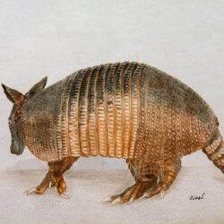 Armadillo Drawing Hand Drawn