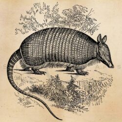 Armadillo Drawing Image